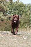 LABRADOR 087